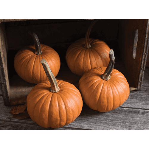 Pie Pumpkins