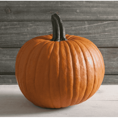 Premium Carving Pumpkins