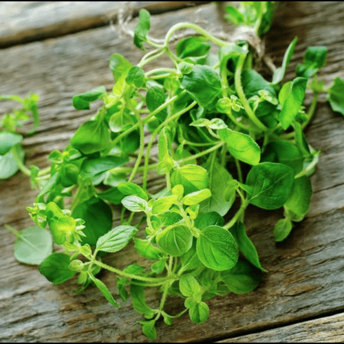 Oregano